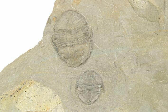 Pair Of Isoteloides Flexus Trilobites - Fillmore Formation, Utah #255719